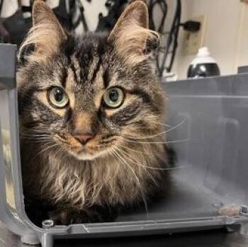 Holler -  Domestic Long Hair Cat for Adoption in Worcester, Massachusetts - Holler | PetCurious