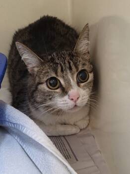 Rescue Domestic Short Hair Cats for Adoption in Chesapeake, Virginia - Callie | PetCurious