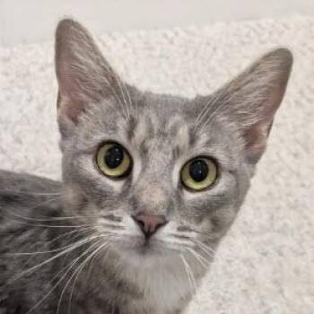 Ms. Pacman Florence -  Domestic Short Hair Cat for Adoption in Hudson, Massachusetts - Ms. Pacman Florence | PetCurious