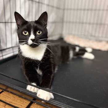 Maggie Mae -  Domestic Short Hair Cat for Adoption in Closter, New Jersey - Maggie Mae | PetCurious