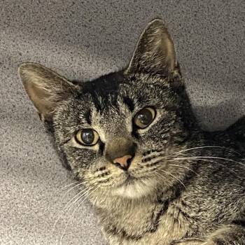 Pepper -  Domestic Short Hair Cat for Adoption in Sheridan, Wyoming - Pepper | PetCurious