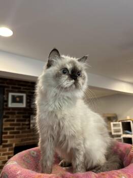 Tweety (Himalayan) -  Himalayan Cat for Adoption in Fairfax, Virginia - Tweety (Himalayan) | PetCurious