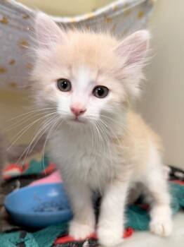 JJ -  Domestic Medium Hair Cat for Adoption in Menomonie, Wisconsin - JJ | PetCurious