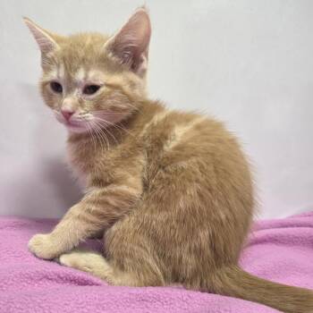 Domestic Short Hair Cats Available for Adoption in Fort Wayne, Indiana - Duke Dumplin | PetCurious
