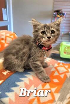 Briar -  Domestic Medium Hair Cat for Adoption in Sidney, Ohio - Briar | PetCurious