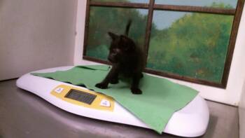 A2094467 -  Domestic Short Hair Cat for Adoption in Houston, Texas - A2094467 | PetCurious