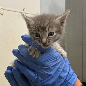 Lady Madonna* -  Domestic Short Hair Cat for Adoption in San Gabriel, California - Lady Madonna* | PetCurious
