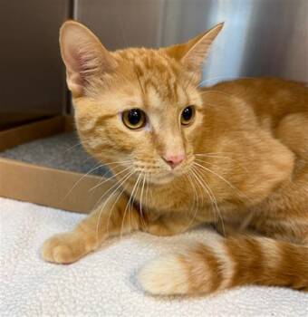 ANGEL -  Domestic Short Hair Cat for Adoption in St. Louis, Missouri - ANGEL | PetCurious