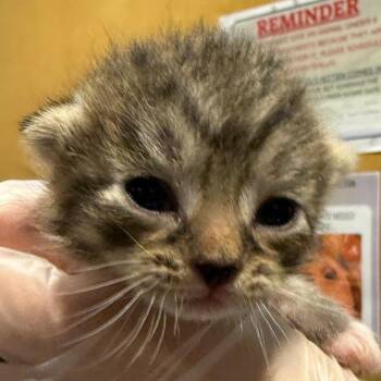 Domestic Short Hair Cats Available for Adoption in Chattanooga, Tennessee - Pixie | PetCurious