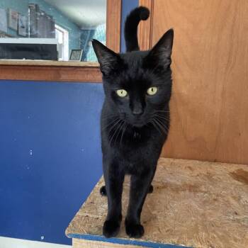 Jedi -  Domestic Short Hair Cat for Adoption in Bentonville, Arkansas - Jedi | PetCurious