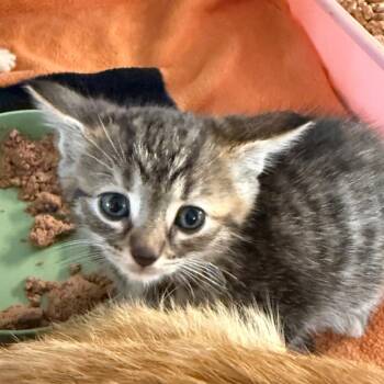 Ambrosia -  Domestic Short Hair Cat for Adoption in Yucaipa, California - Ambrosia | PetCurious