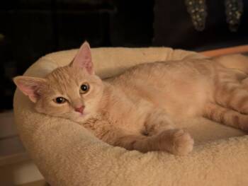 Ferdinand -  Domestic Short Hair Cat for Adoption in Omaha, Nebraska - Ferdinand | PetCurious