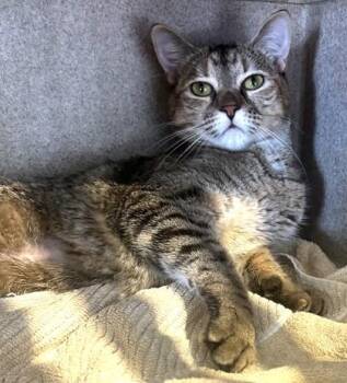 Lupita -  Domestic Short Hair Cat for Adoption - Lupita | PetCurious