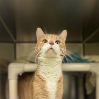 Domestic Short Hair Cats Available for Adoption - Bacon | PetCurious