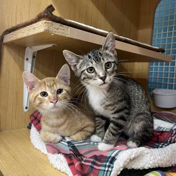 Chance & Hjalmar -  Domestic Short Hair Cat for Adoption in Manhattan, Kansas - Chance & Hjalmar | PetCurious