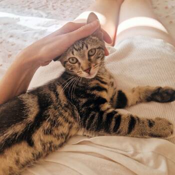 Compass -  Domestic Short Hair Cat for Adoption - Compass | PetCurious