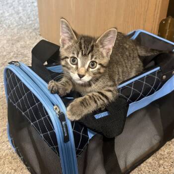 Robert -  Tabby and Domestic Short Hair Cat for Adoption in Dublin, Ohio - Robert | PetCurious
