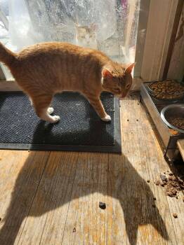 American Shorthair Cats Available for Adoption - McTavish | PetCurious