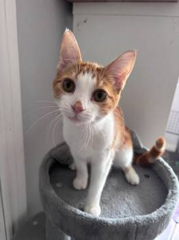 Mason & Martin -  Domestic Short Hair Cat for Adoption in Spencerville, Ontario - Mason & Martin | PetCurious
