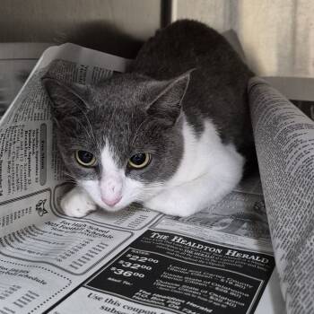 Rescue Domestic Short Hair Cats for Adoption in Ardmore, Oklahoma - Juno | PetCurious