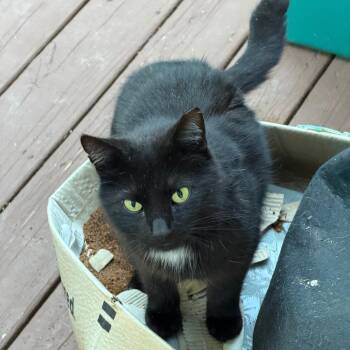 Tomato Juice -  Domestic Short Hair Cat for Adoption in Greensboro, North Carolina - Tomato Juice | PetCurious
