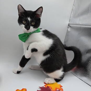 Rescue Domestic Short Hair and Tuxedo Cats for Adoption in Attalla, Alabama - Salt | PetCurious
