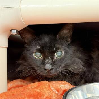 Domestic Long Hair Cats Available for Adoption in Las Vegas, Nevada - MISS ANGELICA | PetCurious