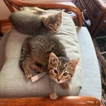 Jessa (& Janice) -  Domestic Short Hair Cat for Adoption in Minneapolis, Minnesota - Jessa (& Janice) | PetCurious