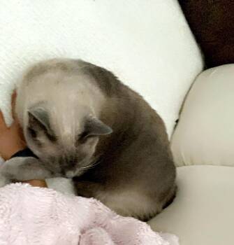 Milo -  Domestic Short Hair Cat for Adoption in Fruit Heights, Utah - Milo | PetCurious