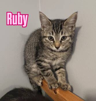 Ruby -  Tabby Cat for Adoption in Burnaby, British Columbia - Ruby | PetCurious