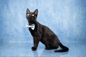 Maxie - Likes Dogs and cats -  Bombay and Domestic Short Hair Cat for Adoption in Tuscaloosa, Alabama - Maxie - Likes Dogs And Cats | PetCurious