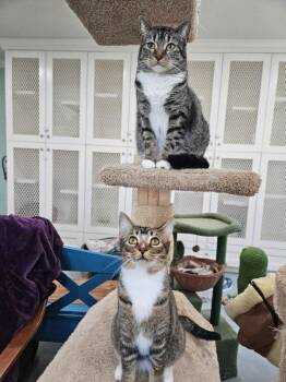 Kiara -  Domestic Short Hair Cat for Adoption in San Leon, Texas - Kiara | PetCurious
