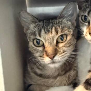 Iris -  Domestic Short Hair Cat for Adoption in Cedaredge, Colorado - Iris | PetCurious