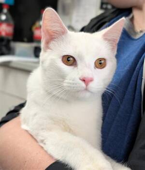 Rescue Domestic Short Hair Cats for Adoption in Canfield, Ohio - ENID | PetCurious