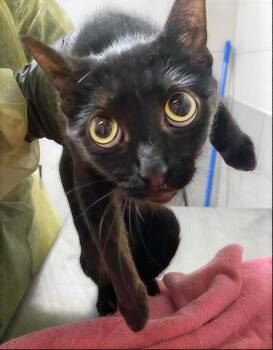 Roxie -  Domestic Short Hair Cat Available for Adoption in Nashville, Tennessee - Roxie | PetCurious