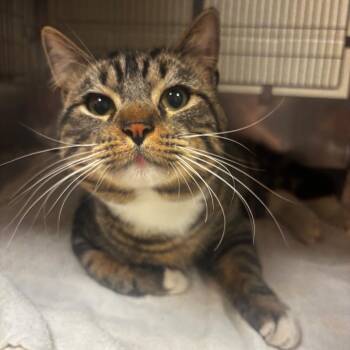 Domestic Short Hair Cats Available for Adoption in Bristol, Indiana - Grogu | PetCurious