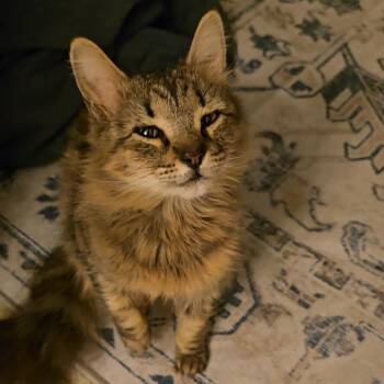 Biscuit -  Domestic Medium Hair Cat for Adoption in West Palm Beach, Florida - Biscuit | PetCurious