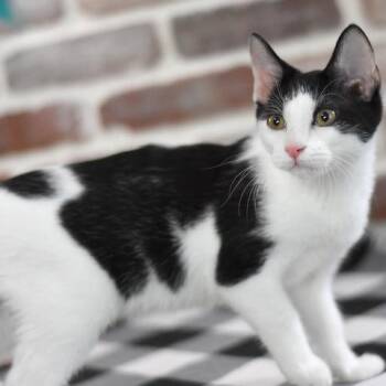 Rescue Domestic Short Hair Cats for Adoption in Conroe, Texas - Smudge (Firehouse Litter) | PetCurious