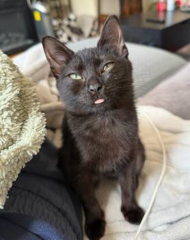 Rescue Domestic Short Hair Cats for Adoption in Teterboro, New Jersey - Princess Mindy | PetCurious