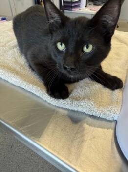 Knight -  Domestic Short Hair Cat for Adoption in Lafayette, Indiana - Knight | PetCurious