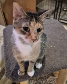 Priscilla -  Domestic Short Hair Cat for Adoption in Royal Oak, Michigan - Priscilla | PetCurious