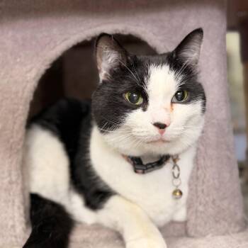 Theodore -  Domestic Short Hair Cat for Adoption in Gainesville, Florida - Theodore | PetCurious
