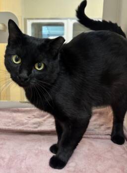 SHADOW -  Domestic Short Hair Cat for Adoption in Texas City, Texas - SHADOW | PetCurious