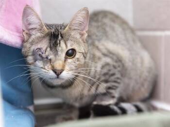 JENNI RIVERA -  Domestic Short Hair Cat for Adoption in Phoenix, Arizona - JENNI RIVERA | PetCurious