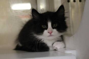 Domestic Short Hair Cats Available for Adoption in Kansas City, Missouri - Ho Ho | PetCurious