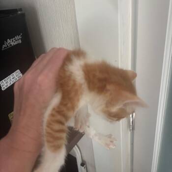 Rotini 2 -  Domestic Short Hair Cat for Adoption in Bulverde, Texas - Rotini 2 | PetCurious