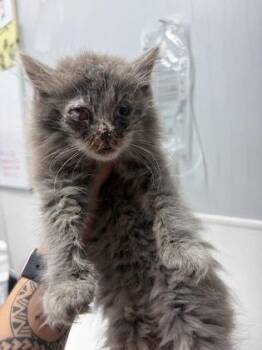 Kaylin -  Domestic Long Hair and Domestic Short Hair Cat for Adoption in West Chester, Pennsylvania - Kaylin | PetCurious