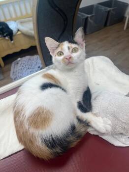 Cassidy -  Domestic Short Hair Cat for Adoption in Corpus Christi, Texas - Cassidy | PetCurious