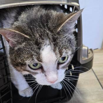 Maejor -  Domestic Short Hair Cat for Adoption in Newark, New Jersey - Maejor | PetCurious