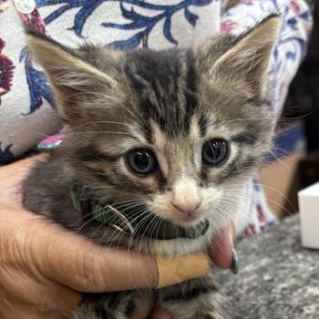 Jef-Jeff -  Domestic Short Hair Cat for Adoption in Long Beach, California - Jef-Jeff | PetCurious